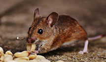 24 Hour & Emergency Exterminators in Colliervle, TN